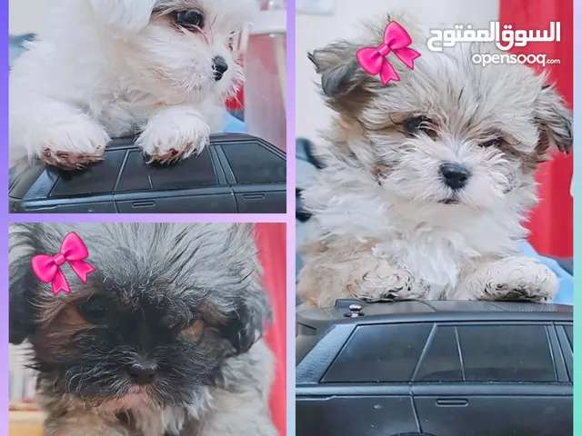 3 shih tzu puppies