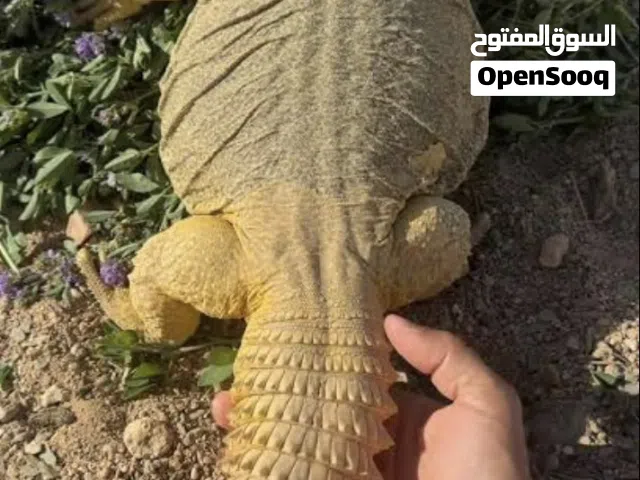 الظب.....،،،،،،،،،،،،