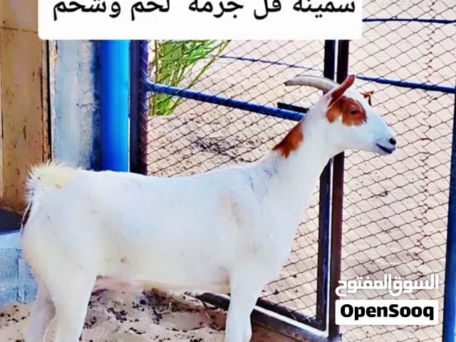 اضحية  عنز عاقر  العمر سنتين   سمينة فل