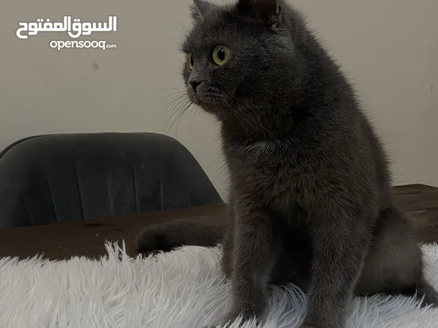 بريتش انثى جميلة للتبني