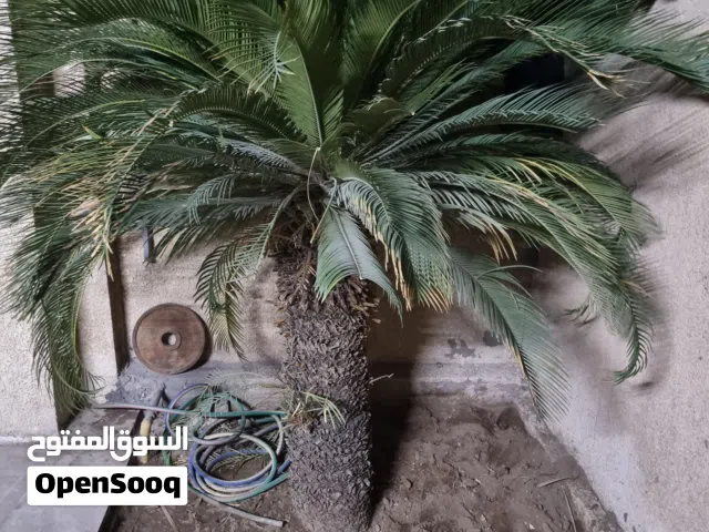 نخله السيكاس الملكيه