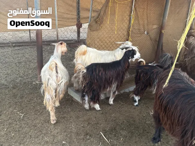 جدايه وكباشه مخصايات