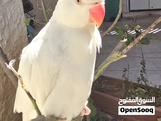 ذكر درة مفحوص DNA جاهز للانتاج اقرأ الوصف