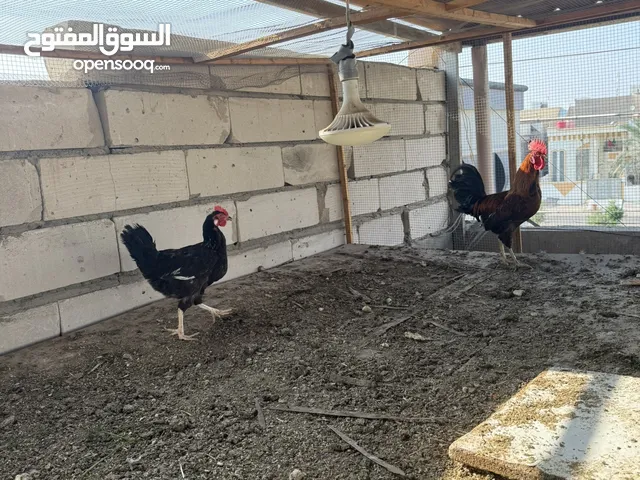 ديوجه عربي عراقي اصلي