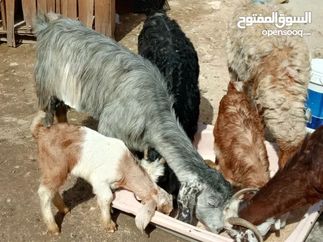 عنز للبيع عدد12