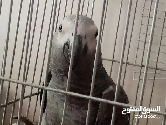 كاسكو للبيع