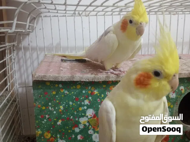 زوج كوكتيل للبيع كلشي بابوصف