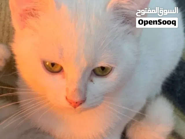 قطط للتبني ام العيون ملونه للبيع فقط ام عيون ملونه