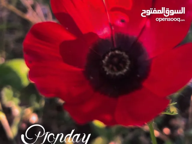 Rahaf
