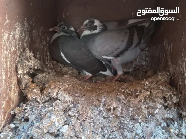 زغاليل حجم كبير
