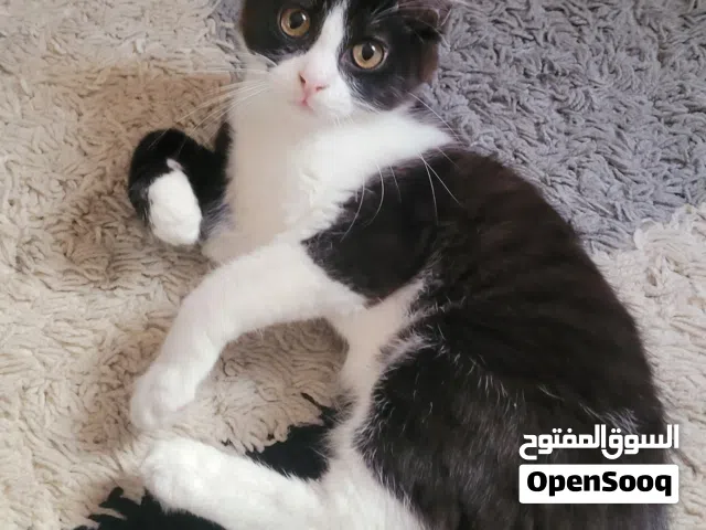 Male kitten for adoption 4 months old with his things قطه للتبني ذكر 4 شهور مع أغراضه