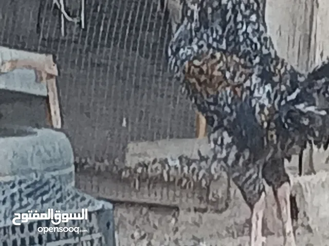متاح بفضل الله ديك براهما أبيض بسعر 15 دينار وديك رزي حجم جامبو السعر ثمانيه