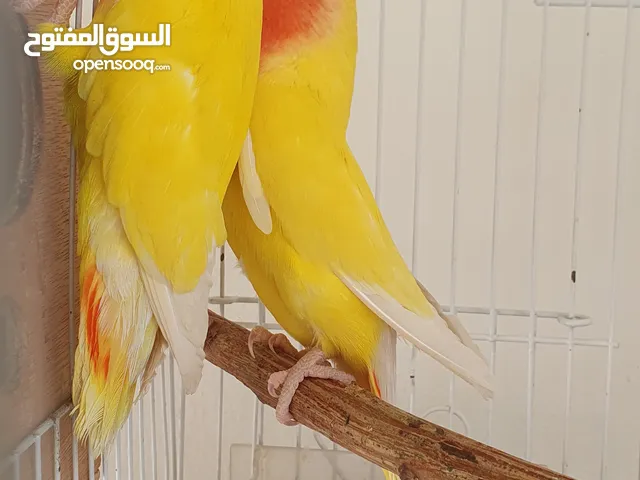 جوز طيور روز لاتينو رد فيس العمر فوق السنه