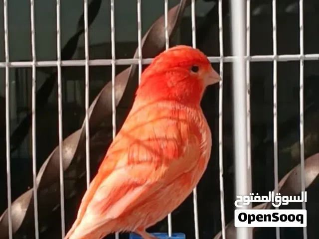 مطلوب لشراء الفوري (غرف كنار، جنة، حب ) بسعر مناسب