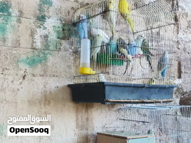 يسعد اوقاتكم موجود كوم حب بسعر حرق