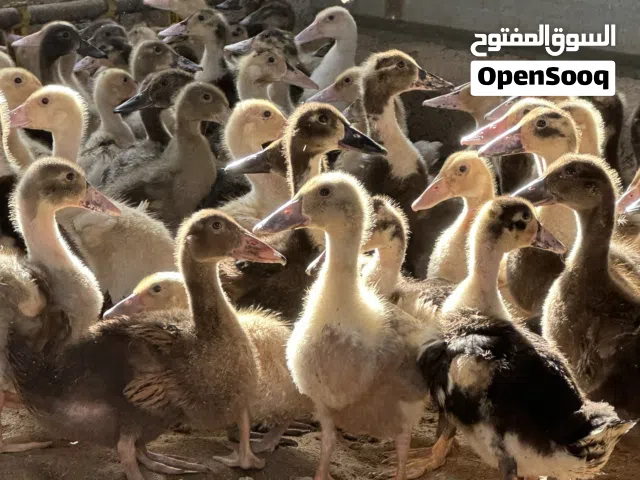 بط عماني جميل وسريع الانتاج