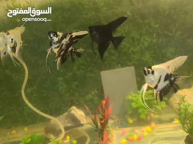 حوظ مع الاسماك مع كل المزتلزمات با 25الف