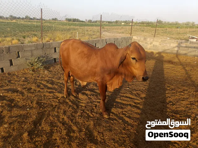 ثيران مطعومه