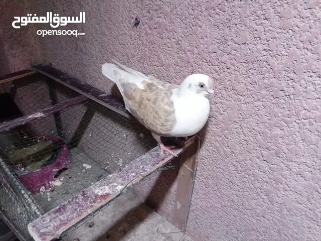 مطلوب فرخات حمام لوت من داخل البصرة