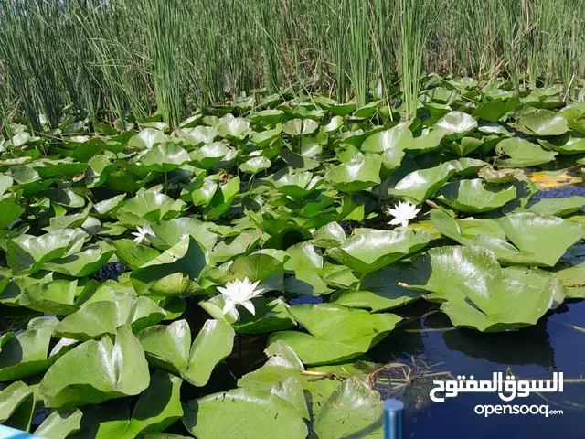ايه