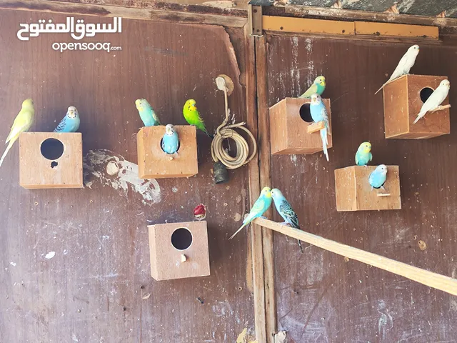 7 كوبيات وفرخ البيع جمله