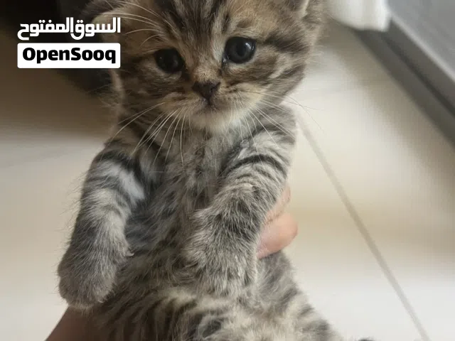 قط ذكر سكوتش فولد