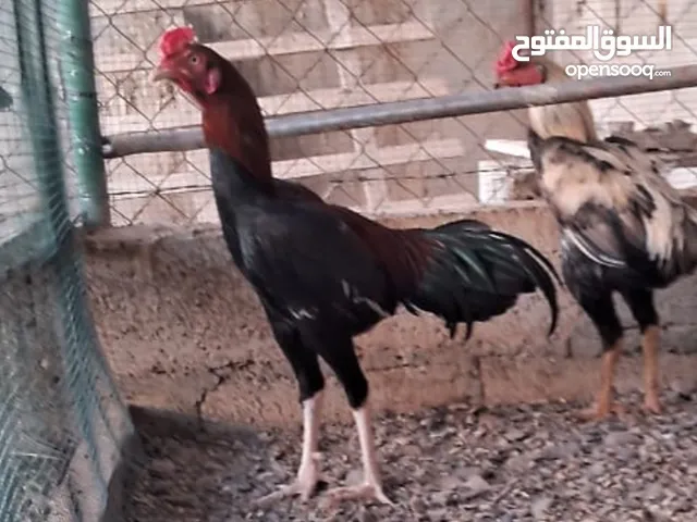 ديك باكستاني اصيل
