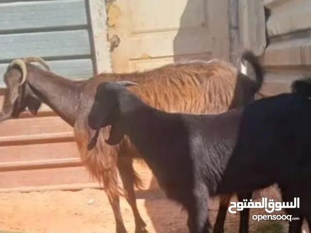 عنز للبيع تحتها جدي