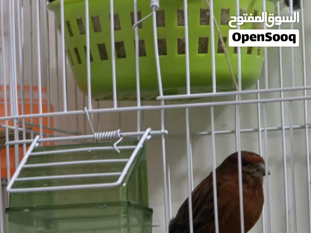 انواع الكناري شوف الوصف