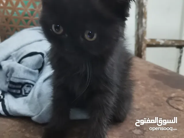 قطة للتبني سكوتش عمرها 3 شهور