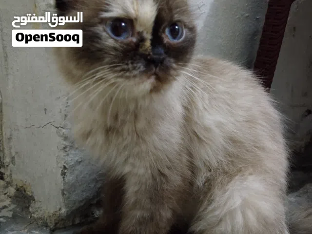قطة هملايا نثية