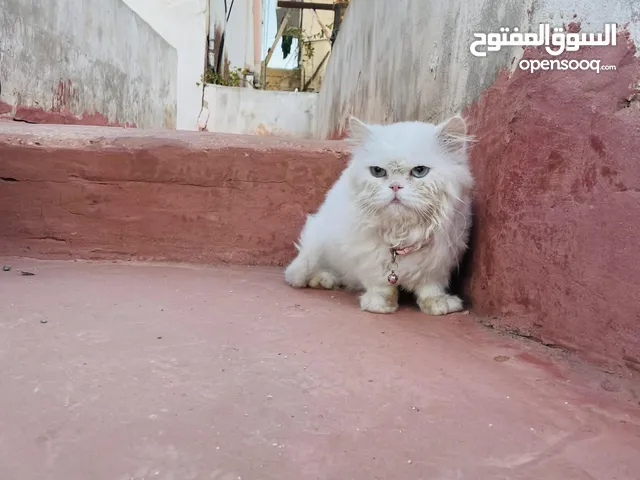 قطه شيرازي