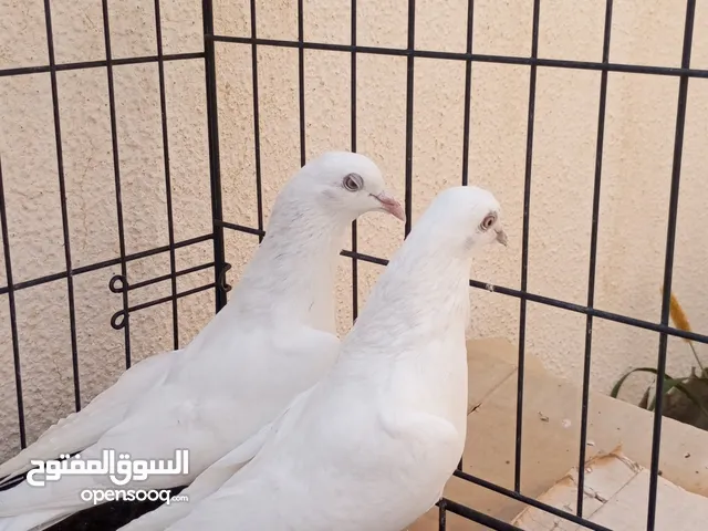 Pakistani pair pigeons good breed available