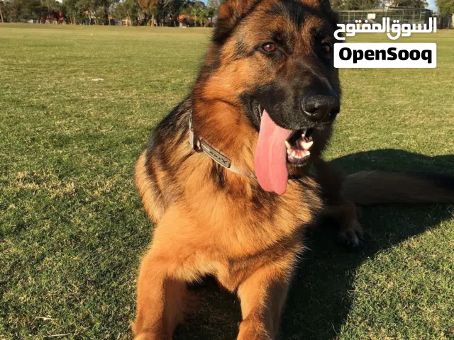 جيرمن شيبرد لونغ كوت للبيع (مستعجل للداعي السفر )