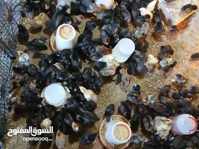 صيصان بلدي