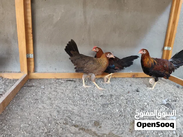 دجاج لليجهوران الايطالي من افضل ادجاج  البياض