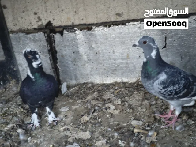 اربع طيور هومر مخاليف سعرهن عشرين مكاني ابو الخصيب العوجه صحه ونضافة خير من الله التفاصيل كامله بلمن