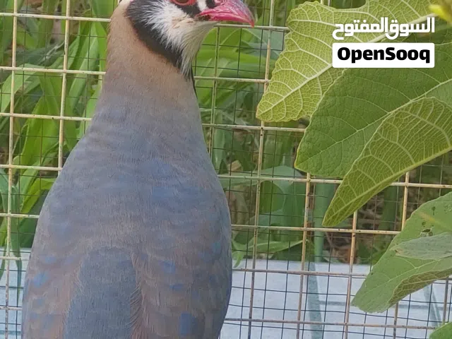 للبيع حجل العربي