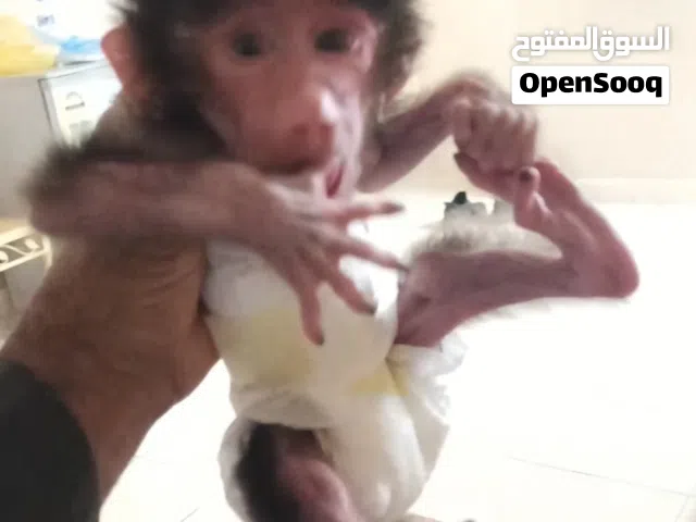 قرد صغير بسن الحظانه للبيع