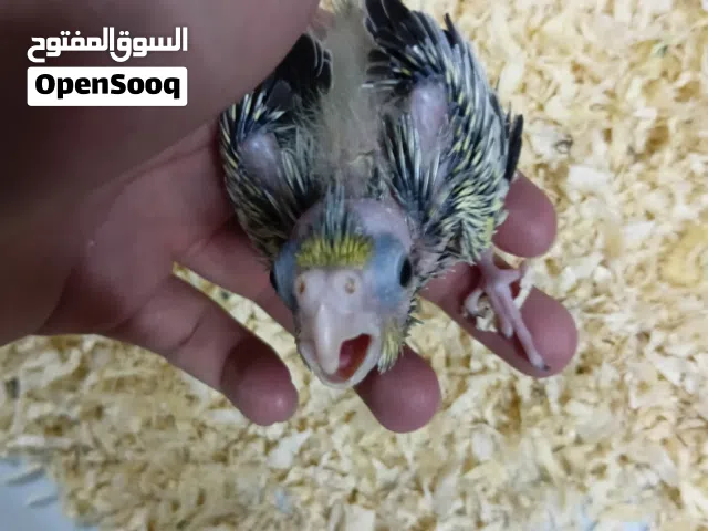 للبيع فرخ كوكتيل تايقر عمر 3اسابيع تقريبا مجنون غر الي له خاطر حياه خاص