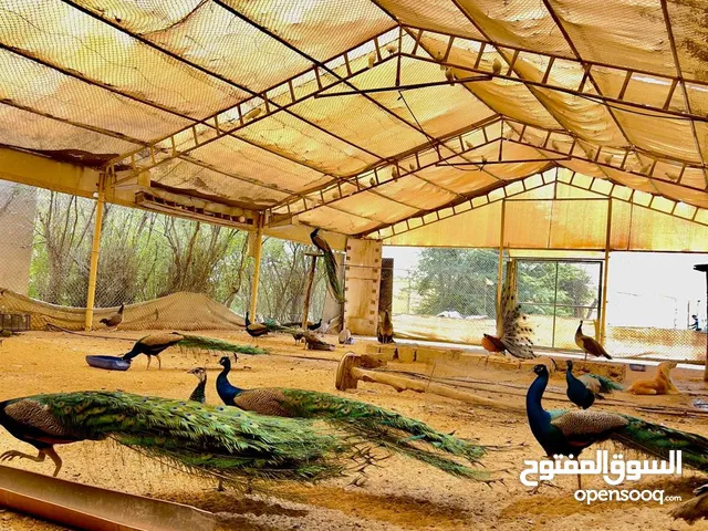 طيور الطاووس الهندي الأصيل