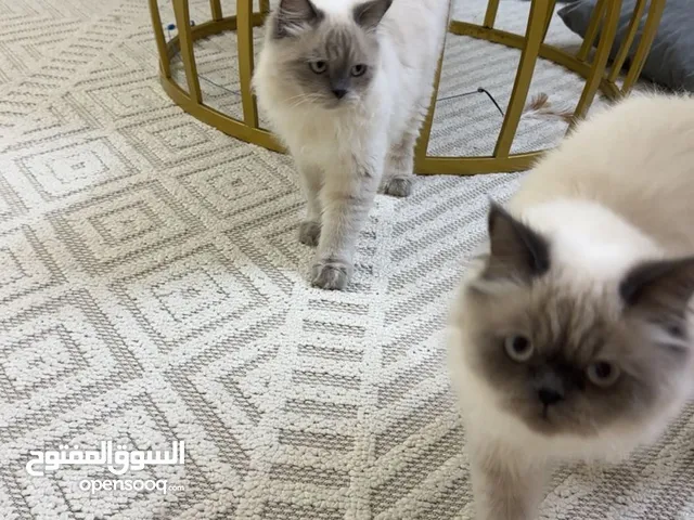 قطط الهيملايا