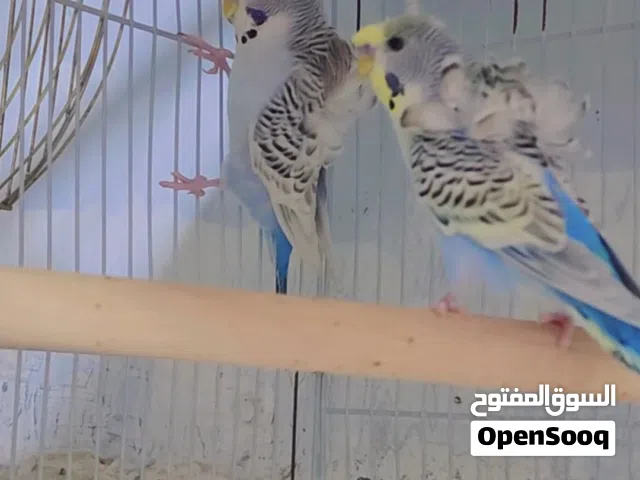 طيور حب نوع تكساس هاجرمو