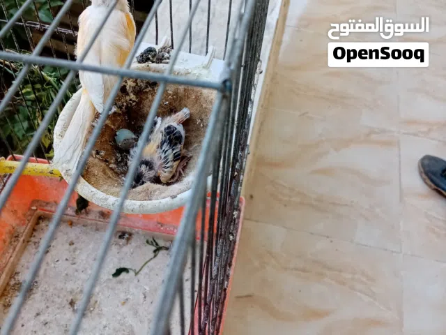 جوز كنار مع الفرخ