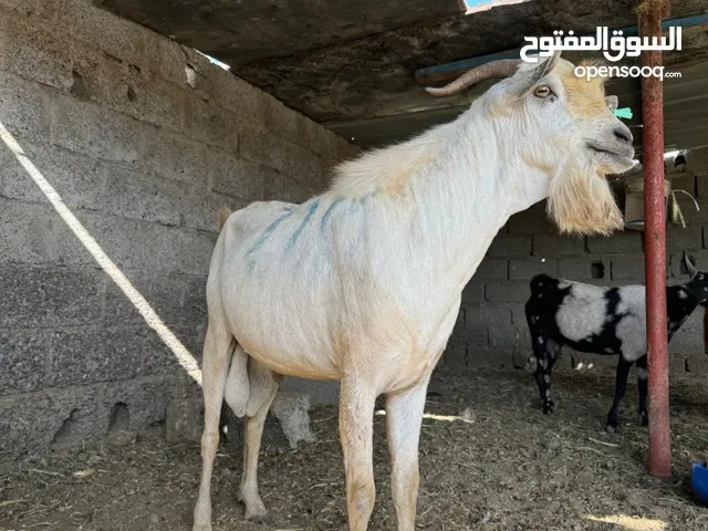 تيس صومالي حار