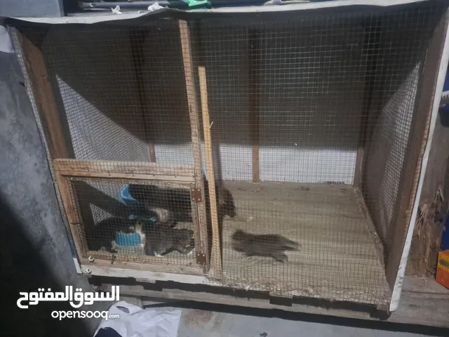 قفص مستعمل يدوي متر ونصف في 80 سم