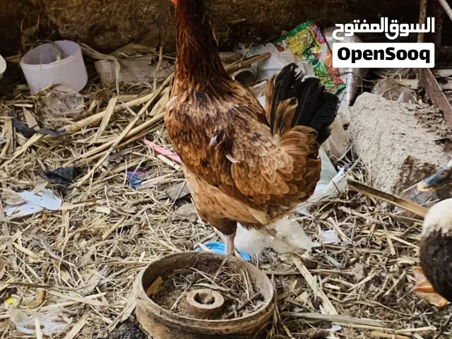 دجاجه وديج حلوات خشنات مال بيت سعرهن 35 الف مكاني بصره شط ألعرب الكباسي