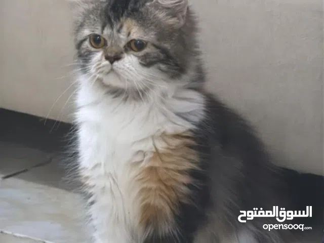 قطط اناث للتبني