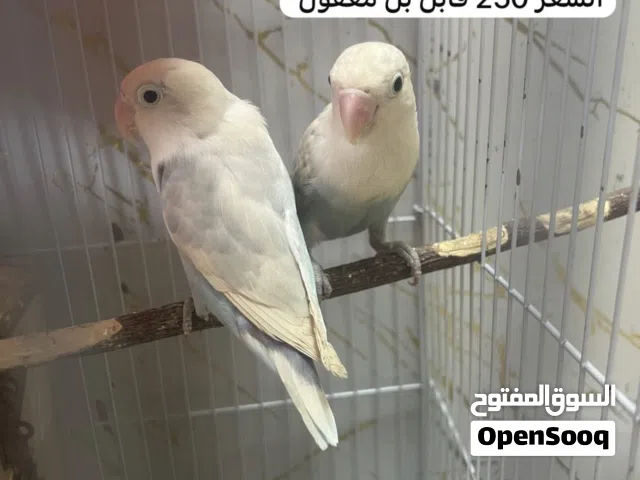 أجواز فشر منتجه من قبل