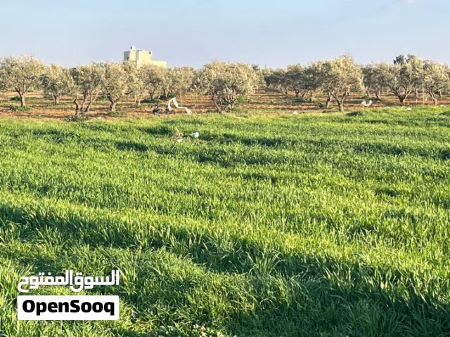 قطعة ارض للبيع في منطقه ام العمد حوض 6 النجميه